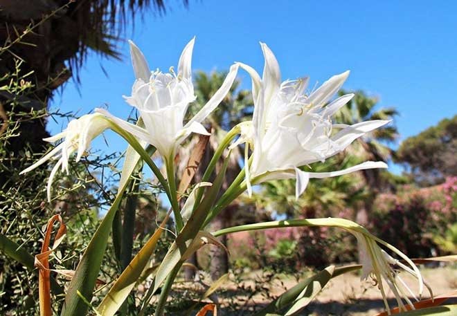 Kum zambakları tehlikede