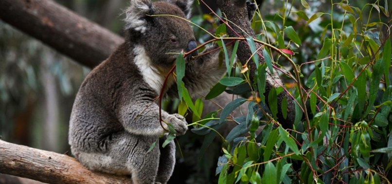 AUSTRALIA WILL SPEND 35 MILLION DOLLARS TO PROTECT KOALAS