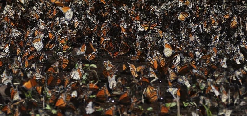 DECLINE IN NUMBER OF MONARCH BUTTERFLIES WINTERING IN MEXICO