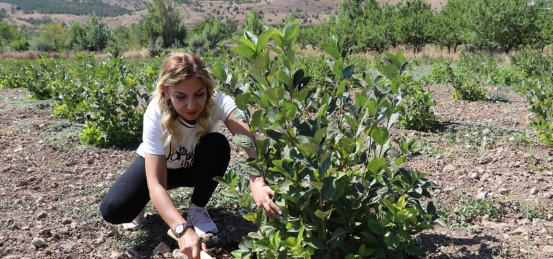 Agricultural engineer woman established a super fruit garden with state support