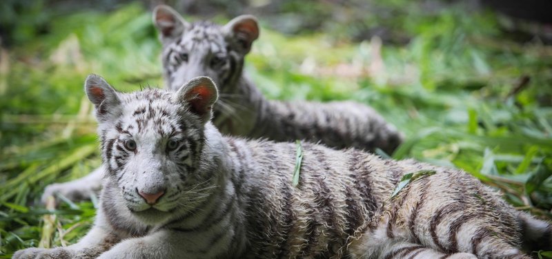 Two rare white tiger cubs find new home in Nicaragua