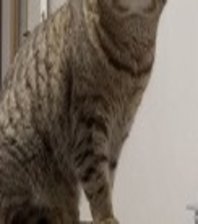 Napolon