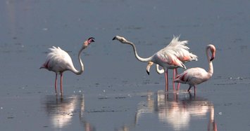 Hersek Lagoon hosts the biggest flamingo population this winter