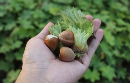 FındığınahrefindexayakiziclasstkktLnktargetblankayakiziaçıkarılıyor