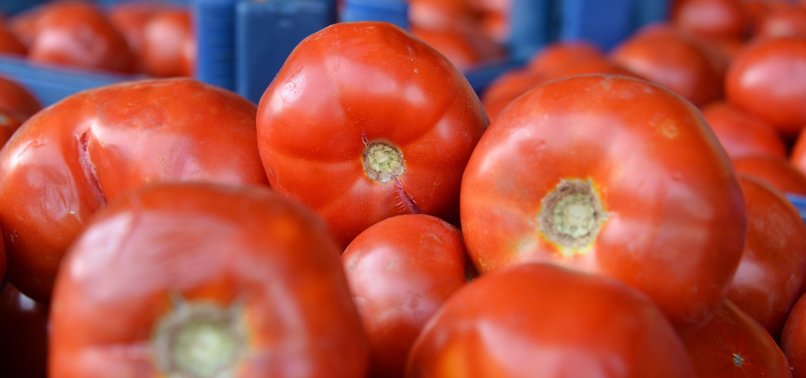 TURKISH TOMATOES NOT POLITICAL ISSUE: ENVOY TO RUSSIA