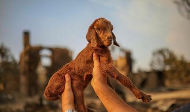 In Turkey wildfire, birth of 'Miracle' goat defies deadly flames