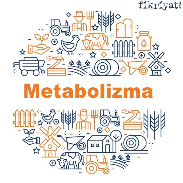 Metabolizma