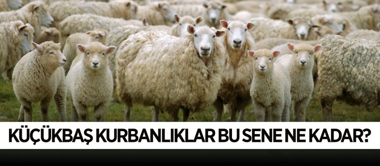 Küçükbaş kurbanlıklar bu sene ne kadar? Fikriyat Gazetesi