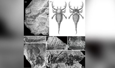 Study discovered millions years old dog-sized scorpion