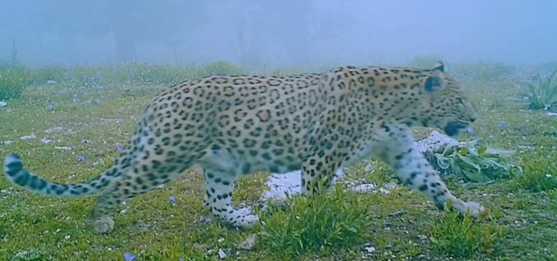 RARELY SEEN ANATOLIAN LEOPARD CAPTURED BY CAMERA TRAPS