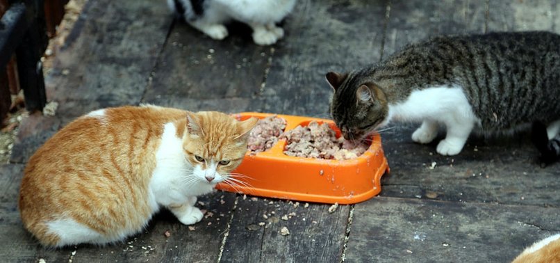 LEFTOVERS TURNED INTO CAT, DOG FOOD IN SAMSUN
