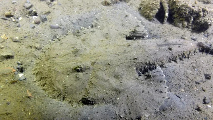 Marmara seabed footage shows marine life and mass die-off in deep waters