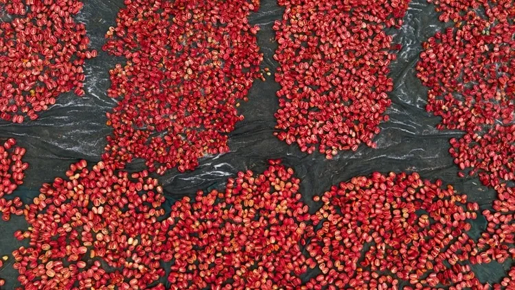 Dried tomato production expands in Malatya