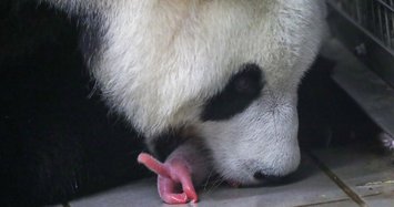 Rare twin panda cubs born at zoo in Belgium