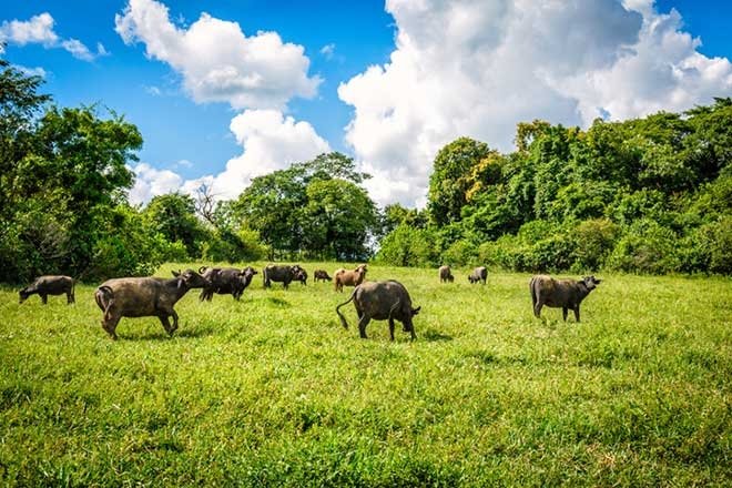 ’’Öküz öldü ortaklık bozuldu’’