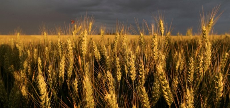 FAO AND OECD WARN MILLIONS RISK UNDERNOURISHMENT AS WHEAT PRICES SURGE
