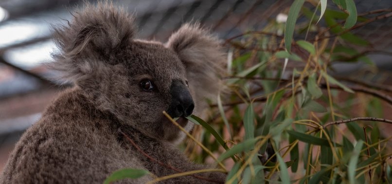 HUNDREDS OF KOALAS MASSACRED IN AUSTRALIA, ACTIVISTS SAY