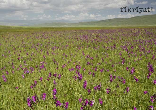 ANADOLU GLAYÖLÜ GENİŞ AÇI