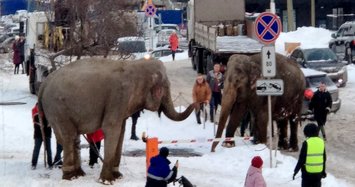 Elephants play in snow after escaping circus in Russia