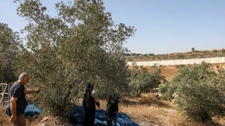 Olive harvest in the occupied West Bank