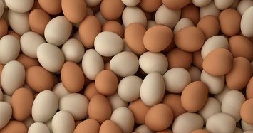 Turkish egg producers move to enter US market