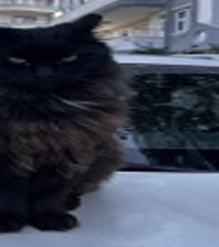 Zeytin