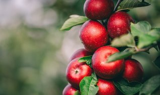 Elmanın altın yılı