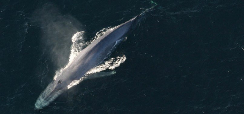 BLUE WHALE SPOTTED IN RED SEA FOR FIRST TIME