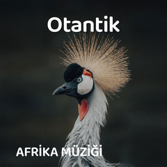 Otantik Afrika Müzikleri