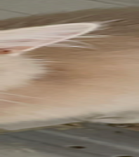 Minnoş