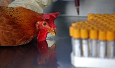South Africa hit by bird flu outbreak