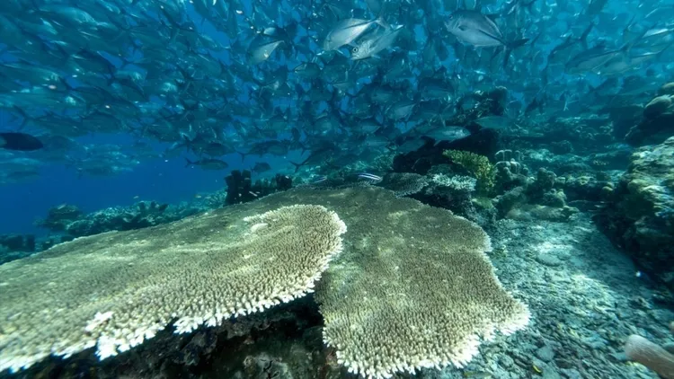Rich underwater life of Sipadan Island