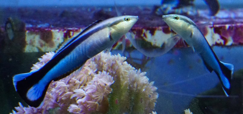 FISH RECOGNIZE THEMSELVES IN THE MIRROR, SHOWING SURPRISING COGNITIVE ABILITIES