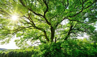 Geleceğin enerji modeli: ESCO