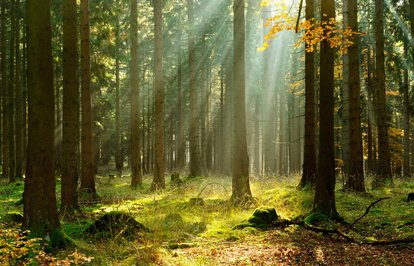 ABormanlarazararverereküretilenürünleriyasaklamayahazırlanıyor