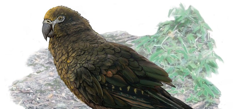 SCIENTISTS DISCOVER GIANT 20M-YEAR-OLD PARROT IN NEW ZEALAND