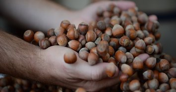 Turkey's hazelnut exports up by over 50% in 8 months