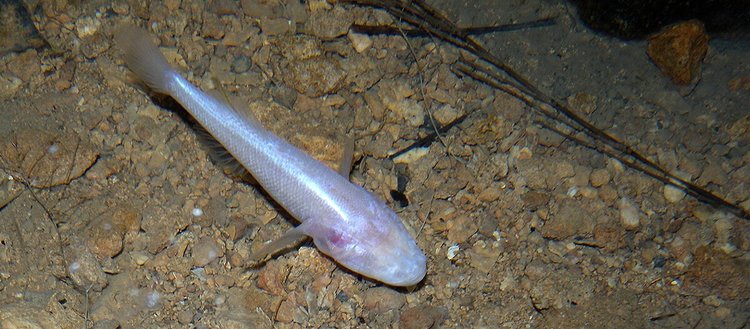 Çin’in Guicou eyaletinde yeni bir kör balık türü bulundu