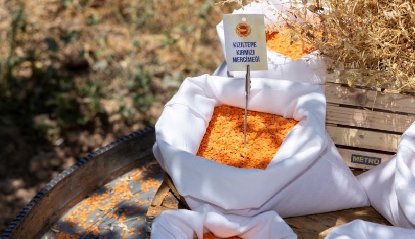 Metro Türkiye, Her Yıl 1.500 Ton Kırmızı Mercimeği Mardin Kızıltepe’den Alacak