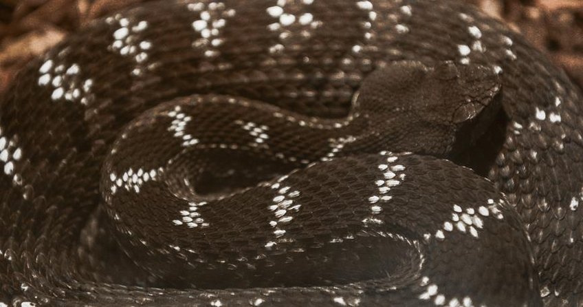 Hindistan’da ’yılan’ alarmı