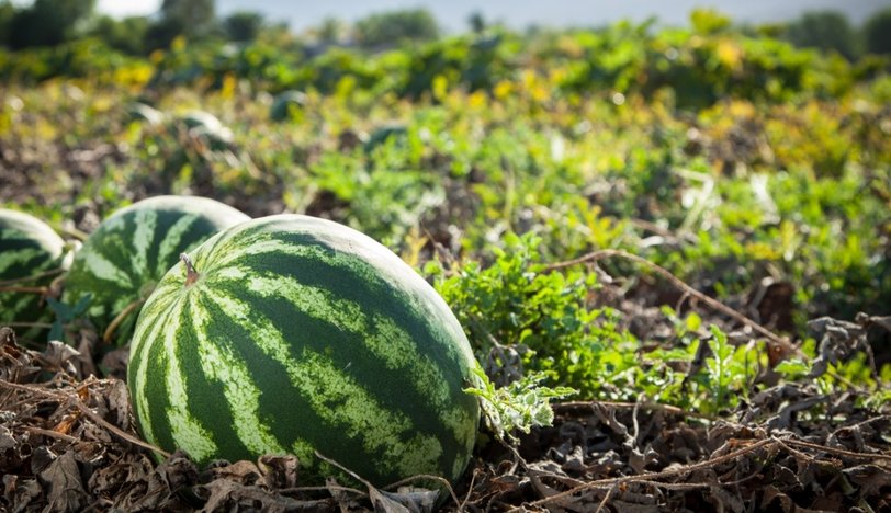 Karpuz Nasıl Seçilir? İşte İyi Karpuz Seçmenin 4 Önemli Püf noktası!