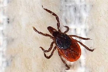 ’KKKA’da destek tedavisi çok önemli’