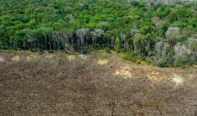 Deforestation in Amazon rainforest exceeds 11,000 km²