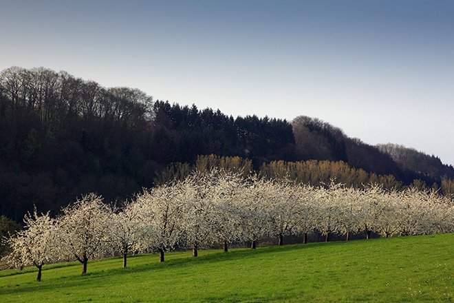 Edebiyatın önemli şairlerinden bahar konulu şiirler