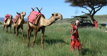New coronavirus strain kills hundreds of camels in Kenya