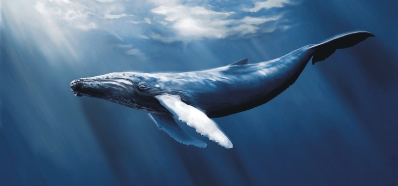 BLUE WHALE CHALLENGE: YOUTH FACE GREATEST DANGER OF MODERN AGE