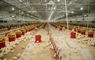 Şenpiliç ekosistemi sözleşmeli çiftliklerle geçen yıl 4.200 kişiye istihdam sağladı
