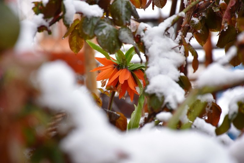 Flower lives only 20 days of year as villagers struggle to protect it