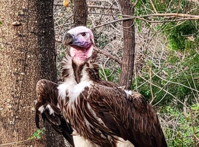 Dead vulture, missing leopard: mystery at the Dallas Zoo