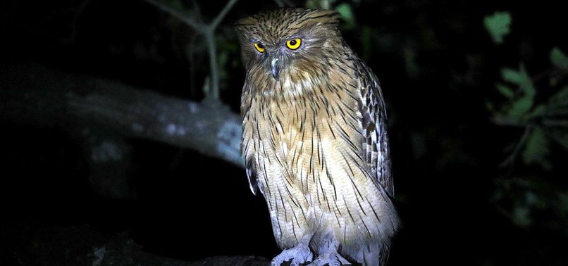 ENDANGERED BROWN FISH OWL RESCUED IN SOUTHERN TURKEY